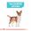 Royal Canin Mini Urinary Care, hrană uscată câini, sănătatea tractului urinar, 1kg