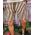 Pantaloni scurți de bărbați, Slim Fit, albi cu dungi maro - PSC57