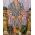 Tricou + Pantalon scurt, Alb cu dungi negre - CMP129