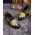 Loafers de barbati, negri, piele intoarsa, broderie aurie- P1769