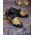 Loafers de barbati, negri, piele intoarsa, broderie aurie- P1769