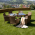 Set de gradina, masa+6x scaune, ratan, miere/crem, GARDEN