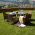Set de gradina, masa+6x scaune, ratan, miere/crem, GARDEN