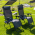 Set de 2 scaune reglabile de gradina, gri, KASPIAN