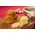 BISCUITI VEGANI CU GHIMBIR SI COCOS, fara zahar – 130g, - Hiper Ambrozia