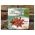 BISCUITI VEGANI FARA GLUTEN CU ANASON SI GHIMBIR 100g – NO GLUTENSUGAR