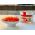 Caviar rosu, delicatesa din alge oceanice rosii, 100g - Filgud